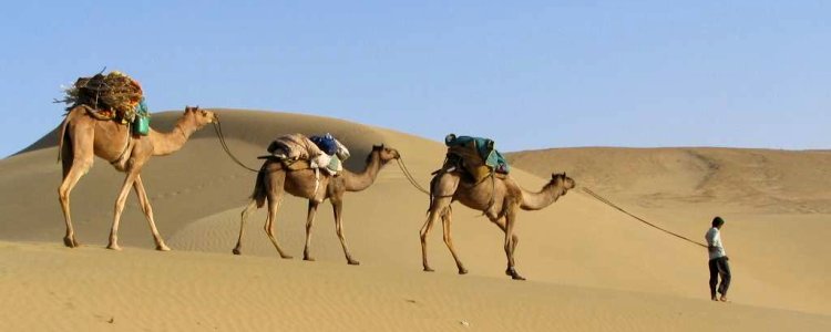 Camel Caravan